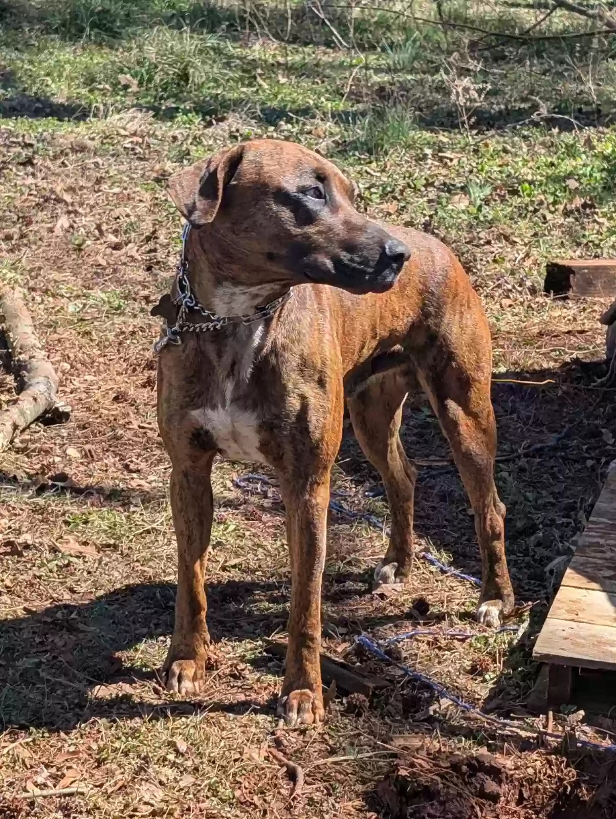 adoptable Dog in Pendergrass,GA named Lucas